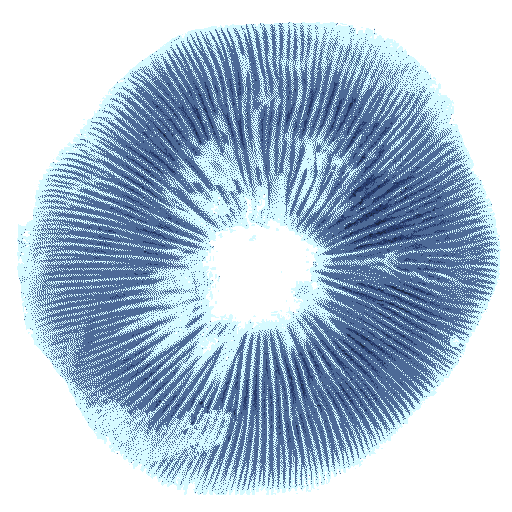 Spore Print T-Shirt Design 1