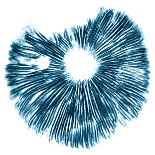 Spore Print #008