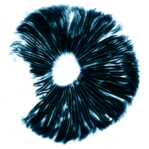 Spore Print #009