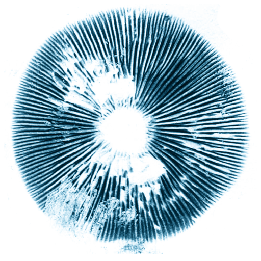 Spore Print #010